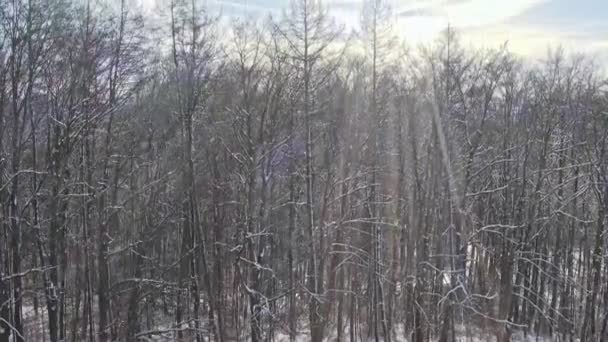 Unveiling Drone Shot Trees Flying Smoothly Discover Beautiful Snowy Landscape — Stockvideo