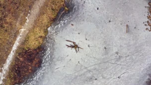 Drone Shot Tree Trunk Frozen Iced Lake Low Position Flying — Stock videók