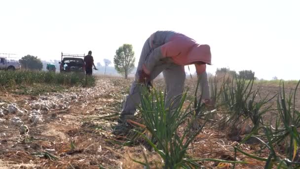 Mexican Farmer Cultivating Onion — Vídeo de Stock