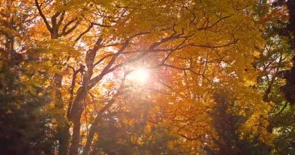 Beautiful Morning Sunrise Sunny Autumn Deciduous Forest Sunrays Shining Golden — Αρχείο Βίντεο