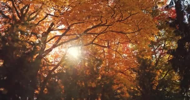 Beautiful Morning Sunrise Sunny Autumn Forest Sunrays Shining Golden Orange — ストック動画