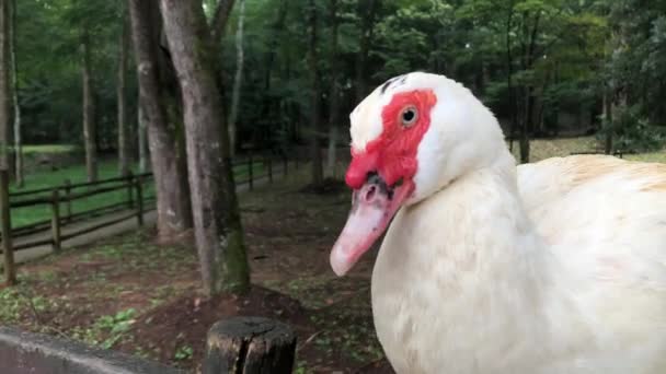 White Muscovy Duck Sitting Alone Old Wooden Fence Forest Park — Vídeos de Stock