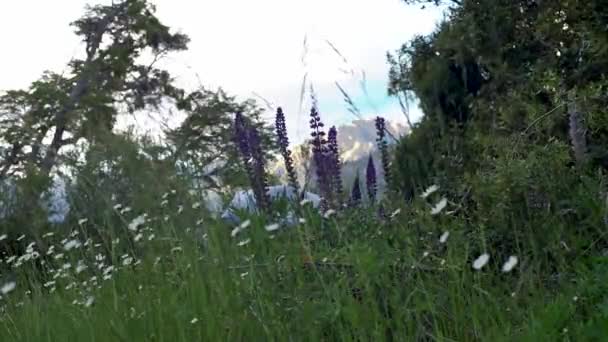 Purple Flowers Blowing Wind Meliquina Patagonia Argentina Static Medium Shot — Αρχείο Βίντεο