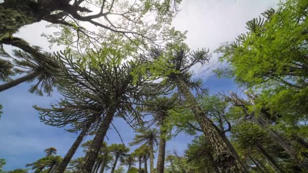 Timelapse Araucaria Trees Villa Pehuenia Neuquen Argentina Low Angle Wide — 비디오