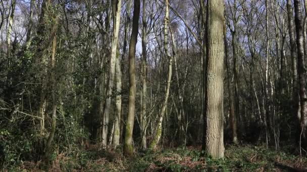 Smíšené Lesy Polovině Února Jižní Staffordshire Britské Ostrovy — Stock video