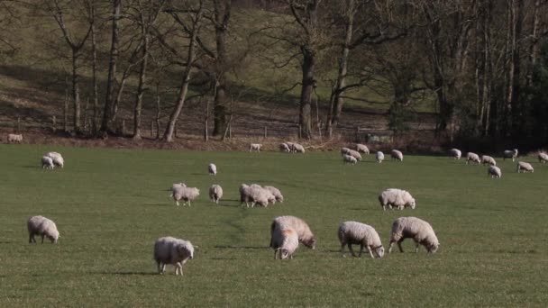 Sheep Grazing Field February South Staffordshire British Isles — стоковое видео