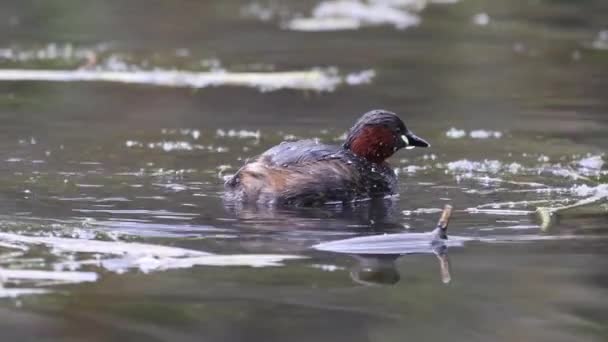 Little Grebe Dabchick Tachybaptus Ruficollis Winter Plumage Diving Food British — Vídeos de Stock