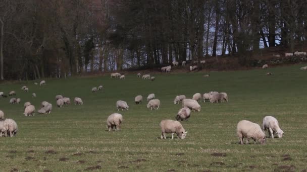 Sheep Grazing Field February South Staffordshire British Isles — стоковое видео