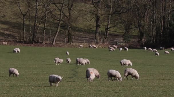 Grazing Sheep February South Staffordshire — Video Stock