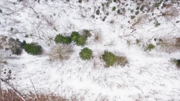 Green Conifer Trees Abhoben Snowy Winter Landscape Nice Contrast Cold — Αρχείο Βίντεο