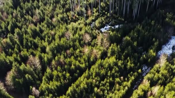 Smooth Flight Forward Green Bare Trees Part Forest Look Shot — Stockvideo