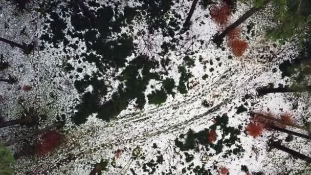 Aerial Shot Snowy Rural Road Middle Little Hole Green Winter — Stock video