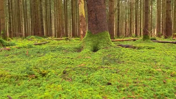 Egy Csodálatos Zöld Moha Része Erdő Alacsony Perspektívából Kicsinyített Mint — Stock videók