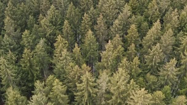 Smooth Flight Green Conifer Tree Forest Pure Environment Moment Some — Vídeo de Stock