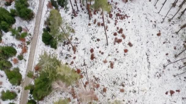 Drone Flight Snowy Rooad Forest Top Shot Beginning Changing Look — Vídeo de Stock