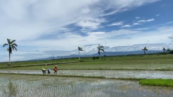 Local Farmers Planting Rice Field Yogyakarta Indonesia Panning Shot — стоковое видео