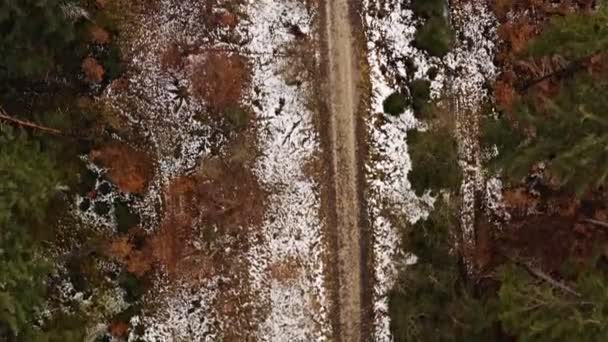 Top Shot Rural Path Leading Throught Light Snowy Forest Look — Vídeo de stock