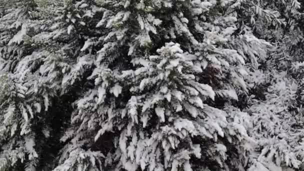 Forest Trees Covered Snow Winter Istanbul Turkey Aerial Drone Shot — Video Stock