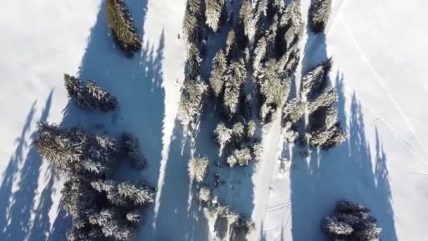 Fir Forest Deep Snow Filmed Drone Switzerland Sunny — 비디오