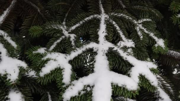 Pine Tree Leaves Branch Hoarfrost Snow Falling Foreground Close — Wideo stockowe