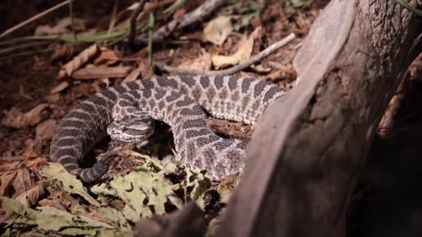 Massasauga Rattlesnake Spotlight Dark Rattling Tail Flicking Tongue Slomo — Stock video