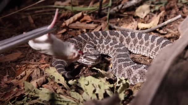 Rattlesnake Strikes Dead Mouse Dark Coaxed Meal Wrangling Slomo — 图库视频影像