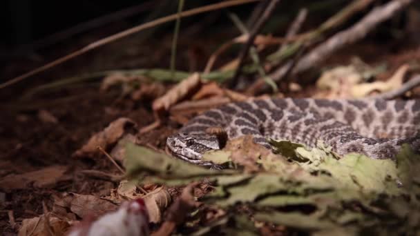 Rattlesnake Upset Snake Wrangler Nearby Rattle Going Slomo — Vídeo de Stock