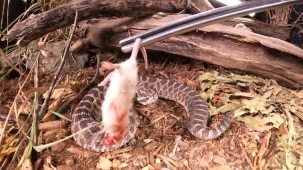 Angry Rattlesnake Strikes Meal Offered Snake Wrangler Super Slow Motion — Wideo stockowe