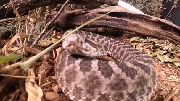 Rattlesnake Strikes Pov Camera Super Slow Motion 240Fps — 图库视频影像