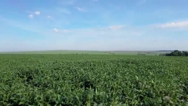 農場で栽培されている大豆作物を検査する農学者 農業生産の概念 若い農学者は夏に畑で大豆の収穫量を調べます 大豆畑の農家 — ストック動画