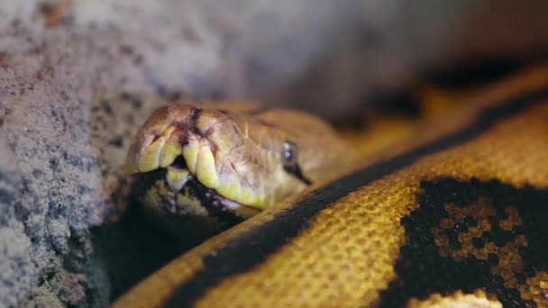 Reticulated Python Tongue Flicking Slow Motion Closeup — стоковое видео