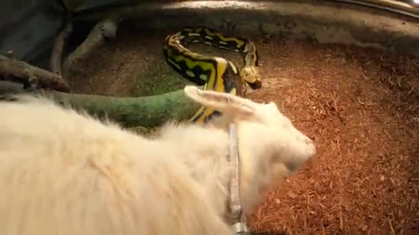 Reticulated Python Feeding Pov First Strike Baby Goat Insane View — Αρχείο Βίντεο