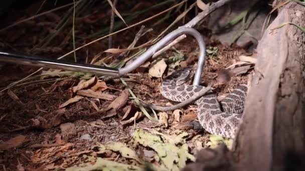 Snake Expert Wrangling Rattlesnake Dark Slomo — ストック動画