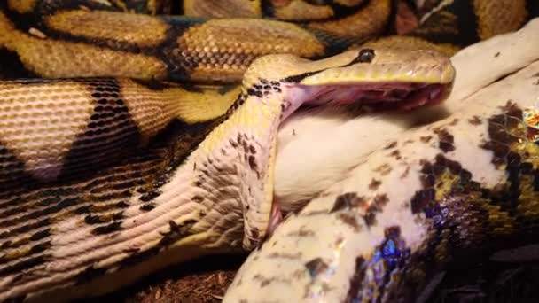 Reticulated Python Finishes Swallowing Baby Goat Insane Close Slomo Face — Vídeos de Stock