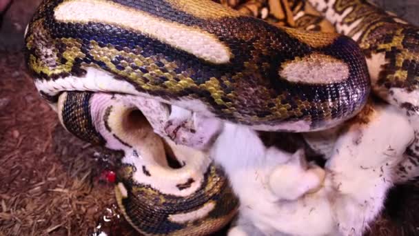 Reticulated Python Biting Baby Goat Head Prep Swallow Closeup Slomo — Stock video