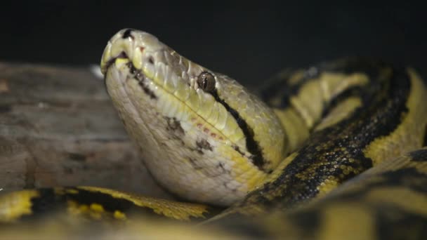 Reticluated Python Closeup Nose Air — Video