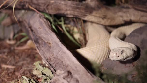 Albino Western Diamondback Rattlesnake Hiding Bush Night Dynamic View — Stockvideo