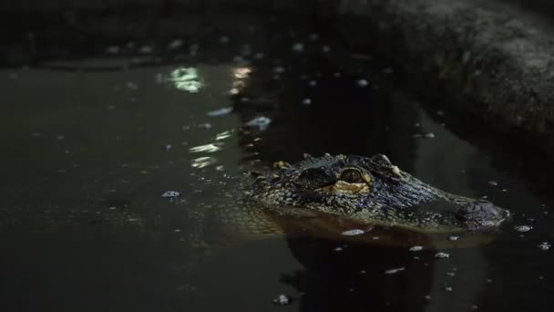 Страшный Аллигатор Замедленного Движения Глаз Мигает — стоковое видео