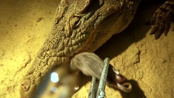 Nile Crocodile Pov Feeding Underwater Super Slow Motion Scary — Video Stock