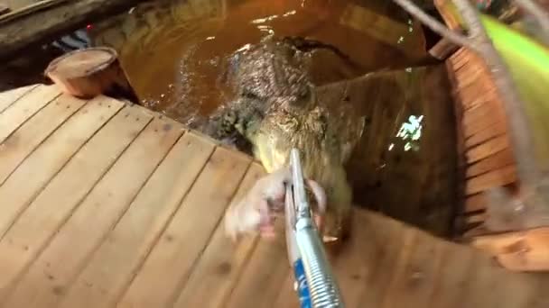 Nile Crocodile Pov Feeding Slow Motion Insane Angle — Stockvideo