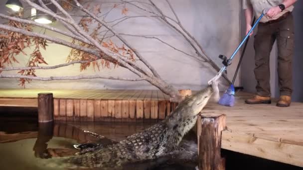 Нильского Крокодила Кормит Крыса Эксперт Дикой Природе — стоковое видео