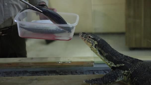 Asian Water Monitor Being Fed Fish Slow Motion — 비디오