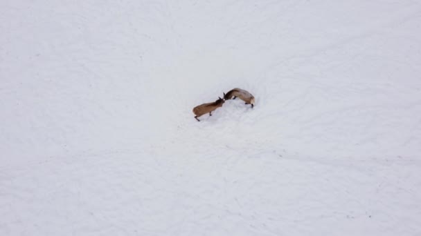 Young Elk Bulls Jousting Practising Amazing View Winter — 图库视频影像