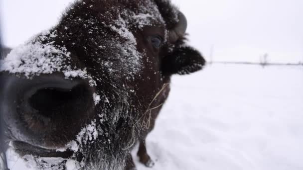 Bison Super Closeup Wide Angle Slomo — Vídeo de stock