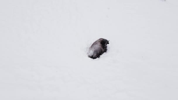 Bison Laying Winter Snowstorm Staying Warm Aerial — 图库视频影像