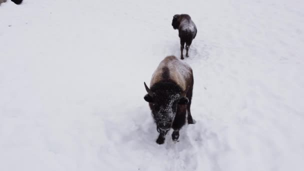 Bison Closeup Winter Storm Rotating Aerial — Vídeos de Stock