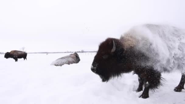 Bison Полное Встряхивание Тела Получить Снег Супер Сломо — стоковое видео