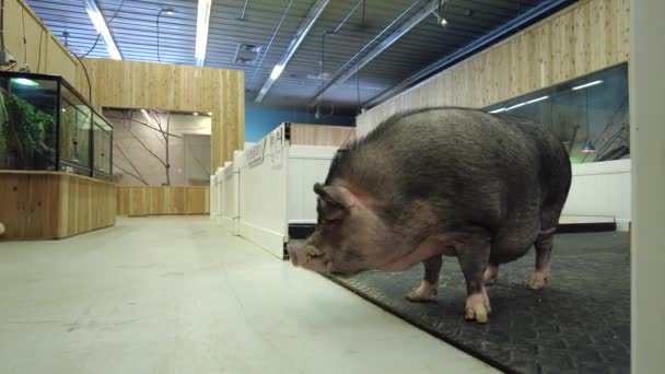 Giant Pet Pig Roaming Free Wildlife Sanctuary — Vídeos de Stock