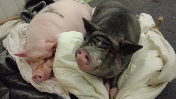 Giant Pet Pigs Best Friends — Stockvideo