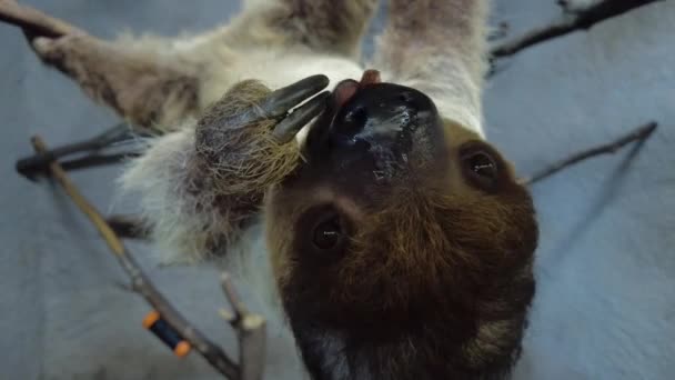 Ленивец Кормящий Вручную Святилище Пытается Схватить Милую Камеру — стоковое видео